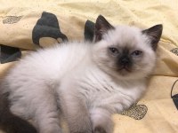 British Longhair 50 Günlük