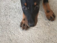 Sahiplendirme doberman