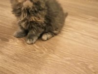 Son iki adet yavrum scottish fold