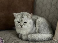 2 YAŞINDA ERKEK KEDİMİZ