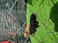 Toy Poodle bebekler