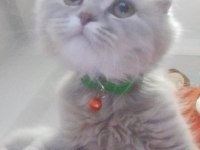Scottish fold kırık kulak erkek kedimi sahiplendiriyorum