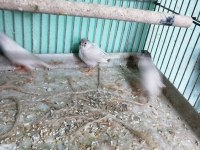 Zebra finch (hint bülbülü)