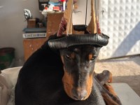 5 Aylık Doberman
