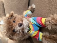 Safkan renkli gözlü güzel yüzlü teacup toy poodle