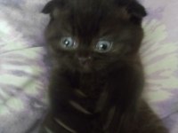 45 günlük dişi yavru scottish fold
