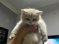 3 Aylık Golden British Shorthair