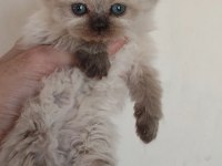 Safkan üretim kediler