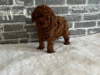 ORJİNAL TOY POODLE