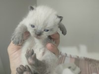 Blue Point Scottish Fold