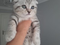 Scottish fold yavrular
