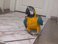 Full evcil konuşan ara macaw