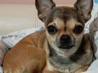 3 yasında dişi chihuahua