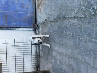 Fransız buldog dişi
