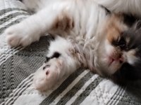 MİNİK CHİNCHİLLA KIZIMIZA YENİ YUVA