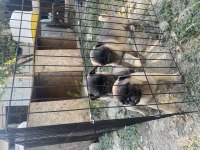 Son 3 dişi pug mops bebekler