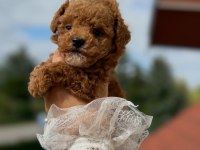 Maltipoo Yavrularımız