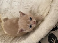 British shorthair 2 aylık kedimiz