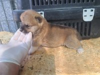 Akita inu yavru 3 aylık yavru köpekler