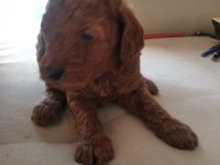 Toy poodle son yavrular