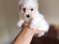 Dünya Güzeli Maltese Yavrularım