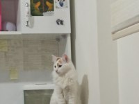2 yaşında tekir ev kedisi