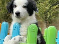 Border Collie Yavruları Aşıları tam