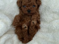 MUTLULUK SEBEBİ TOY POODLE BEBEKLERİM