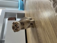 Golden dişi scottish fold