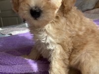 Sevgiyle Büyüyen Poodle Yavruları – Ev Doğumlu