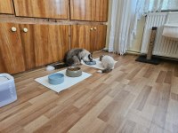 Dünyalar Güzeli Ragdoll Bicolor Seal Yavrular