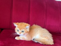 SAFKAN BRİTİSH SHORTHAİR GOLDEN ERKEK YAVRU