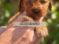 Toy Poodle Köpeği