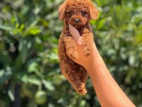 Poodle pati ver sizler için burada