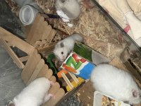 Dişi Hamster