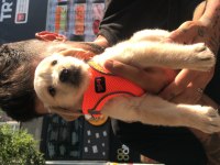 Golden retriever