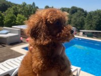 2 Aylık Dişi ve Erkek Red Toy Poodle Yavru Karma Aşılı