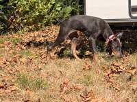 Blue Dişi Doberman