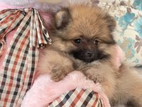Pomeranian boo ile spitz kırma yavrular 2,5 aylık