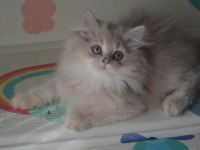 Safkan British Longhair Yavrular