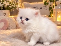 Irk Garantili 2 Erkek British Blue Point Longhair