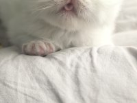 SAFKAN İRAN KEDİSİ YAVRULARI