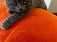 SCOTTİSH FOLD KEDİSİ