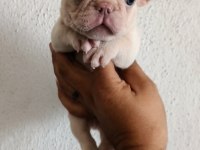 Egzotik French Bulldog Bebekler