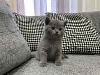1 erkek ve 1 dişi british shorthair