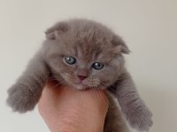 Mükemmel lilac scottish fold yavrumuz