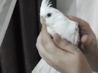 Sultan Papağanı Albino Kırmızı Göz