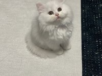 AYI YAVRUSU POFUDUK SAFKAN CHİNCHİLLA EN KALİTELİ UYGUNA