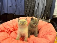 Irk Sağlık Garantili British Shorthair Yavrularımız