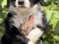 Sevimli Irk Garantili Border Collie Yavrular
